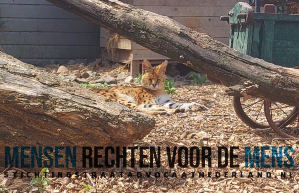 Familie de Jong Simpelveld Straatadvocaat Desiree van Deurse Stanley Ter Haar Heerlen